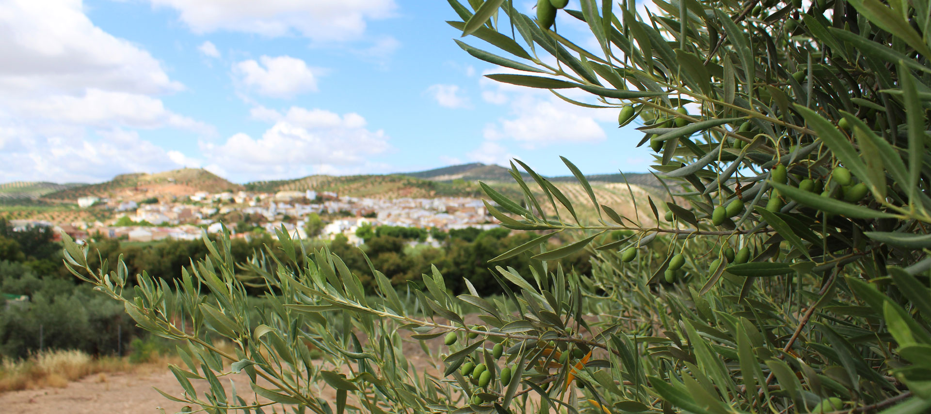 Primer plano de un olivo