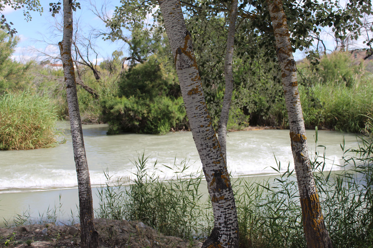 Detalle de chopera junto al río