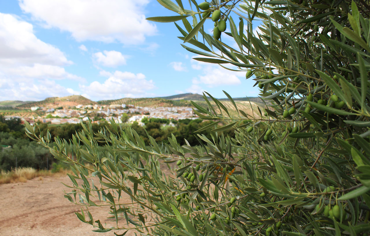Primer plano de un olivo
